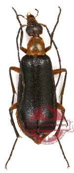 Meloidae sp. 4