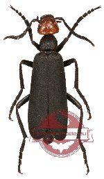 Epicauta sp. 4