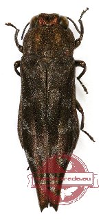 Agrilus sp. 31 (A2)