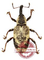 Curculionidae sp. 53