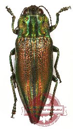 Cyphogastra (s.str.) sp. 21