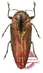 Belionota sp. 10