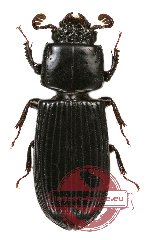 Passalidae sp. 22 (A2)
