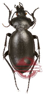 Carabus (Procrustes) impressus jordanicus