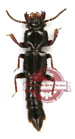 Staphylinidae sp. 8