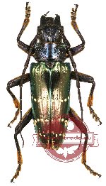 Sphingnotus insignis ssp.? (gA2)