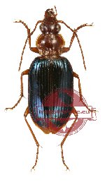 Lebiinae sp. 8