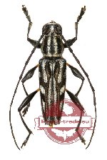 Scitugloglaucytes salomonum Breuning, 1970