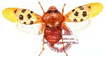 Cercopidae sp. 11 (SPREAD) (5 pcs)