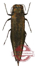 Agrilus sp. 33