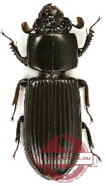 Passalidae sp. 29