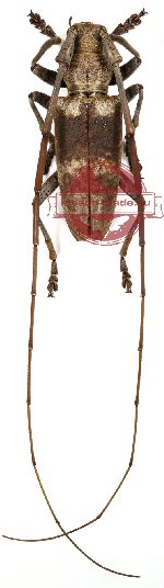 Acalolepta griseofasciata