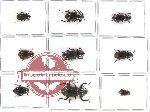 Scientific lot no. 120 Tenebrionidae (9 pcs)