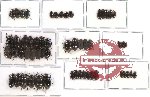 Scientific lot no. 123 Tenebrionidae (57 pcs A-, A2)