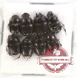 Scientific lot no. 195 Coprophaga (Onthophagus) (8 pcs)