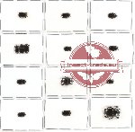 Scientific lot no. 36 Histeridae (14 pcs - 8 pcs A2)