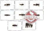 Scientific lot no. 56 Staphylinidae (12 pcs A, A-, A2)