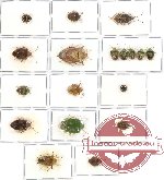 Scientific lot no. 135 Heteroptera (Pentatomidae) (18 pcs A, A-, A2)