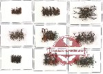 Scientific lot no. 71 Curculionidae (35 pcs A-,A2)