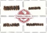 Scientific lot no. 194 Coprophaga (Rhyparus spp.) (42 pcs)