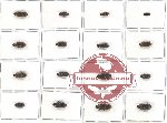 Scientific lot no. 36 Eucnemidae (16 pcs A, A-, A2)