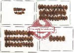 Scientific lot no. 11 Nitidulidae (84 pcs)