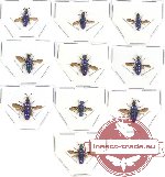 Scientific lot no. 6 Chrysididae (10 pcs - 3 pcs A2)