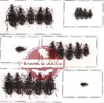 Scientific lot no. 123 Carabidae (21 pcs A-, A2)