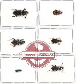 Scientific lot no. 125 Carabidae (6 pcs - 2 pcs A2)
