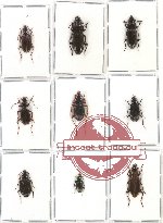 Scientific lot no. 129 Carabidae (9 pcs - 3 pcs A2)