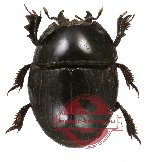 Histeridae sp. 3 (A2)
