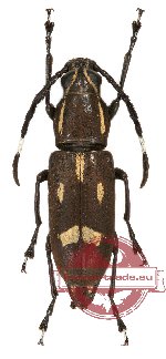 Xenocerus sp. 3