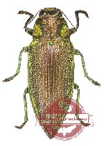 Chrysodema sp. 19A