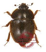 Nitidulidae sp. 1