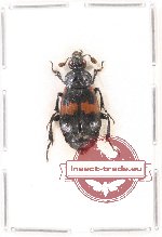 Nicrophorus unifasciatus