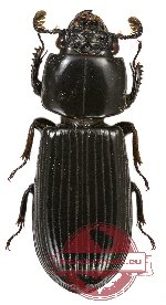 Passalidae sp. 20
