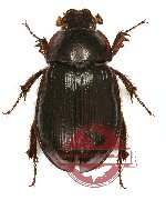 Hybosorinae sp. 9