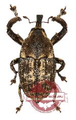 Curculionidae sp. 52