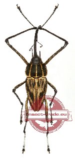 Curculionidae sp. 51 (A-)