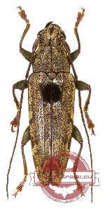 Tmesisternus sp. 3 (A2)