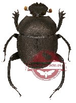 Gymnopleurus sp. 4A (A2)