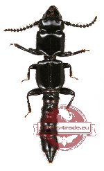 Staphylinidae sp. 8A (A2)