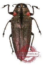 Belionota sp. 8A