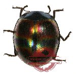 Tenebrionidae sp. 50 (10 pcs)