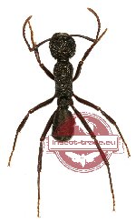 Formicidae sp. 40
