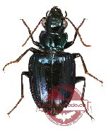 Catascopus sp. 11