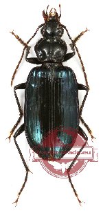 Carabidae sp. 36