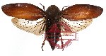 Cercopidae sp. 21 (SPREAD)