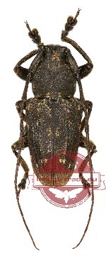 Lamiinae sp. 13 (A2)