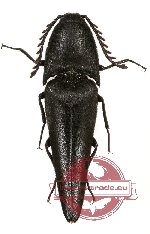 Leptinostethus sp. 2